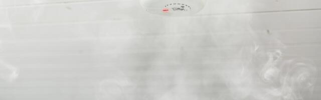 Eakas proua ja 11 kassipoega pääsesid viimasel hetkel surmast