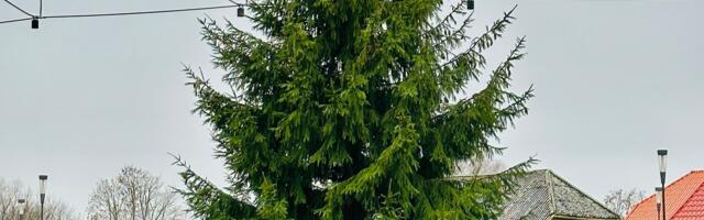 Jõulukuusk jõudis Tõrva keskväljakule!