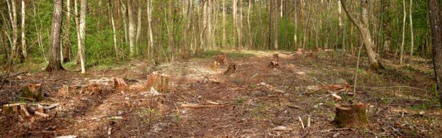 Sütiste Metsa Selts korraldab ise Nõmme-Mustamäe maastikukaitseala jätkukoosoleku, kuna Tallinna linn pole oma lubadusest kinni pidanud