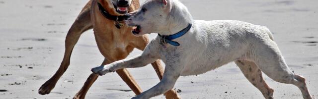 Agressiivsete koerte rünnakute arv ei näi vähenevat