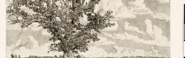 Mis juhtus Viiralti tammega? Praegu heas seisukorras puu oli sadakond aastat tagasi üsna rääbakas