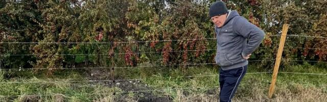 Hundid ründasid lambakarja