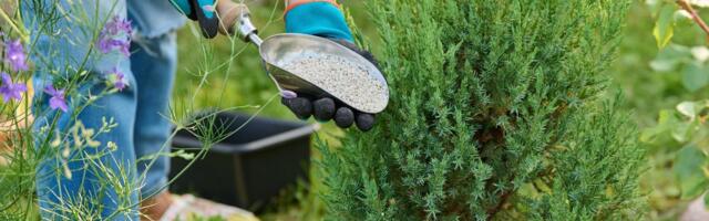 JUHIS | Millal ja kuidas anda taimedele sügisväetist?