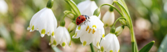 Kevadine äratus: valgus,elujõud ja uued värvid