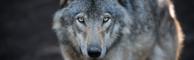 Romet Vaino: kui hunti kardad, ära metsa mine