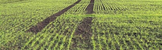 Taliviljad on hea tervise juures, kuid krõbe külm võib seda muuta