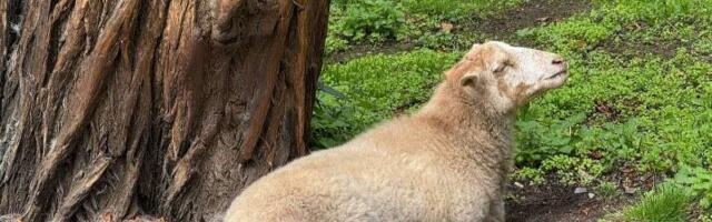 Trumpi tariifid ja need neetud tasuta eurooplased