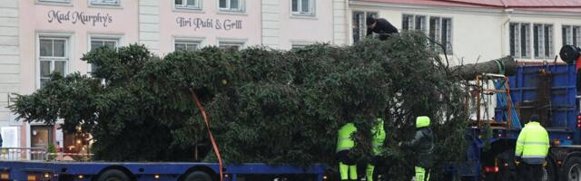 OTSEFOTOD ja VIDEO | Tallinna raekoja platsil pannakse püsti jõulukuusk