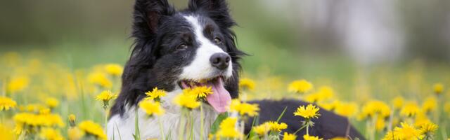 Nädalahoroskoop: aprilli viimane nädal toob uusi võimalusi ja selgema suuna