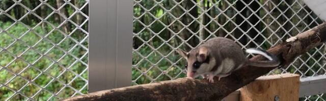 Lagritsad valmistuvad Tallinna loomaaias loodusesse naasmiseks