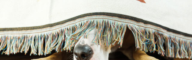 Loomaarst selgitab, mida teha, kui lemmik kardab ilutulestikku