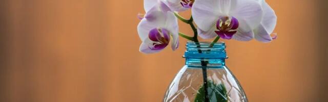 Orhideed – unusta vesi: kasta neid sellega ja nad püsivad alati elujõulised
