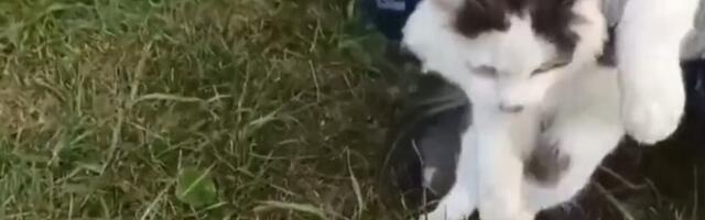 VIDEO ┃Leidlikud vangid kasutasid Venemaa vanglas kassi narkomuulana