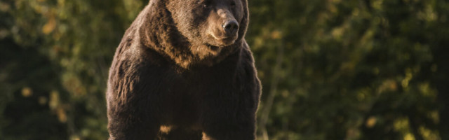 Liechtensteini printsi süüdistatakse Rumeenia suurima karu tapmises segastel asjaoludel