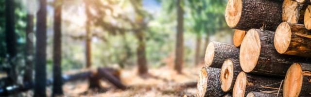 Euroopa Komisjon algatas rikkumismenetluse raiete tõttu Eesti kaitsealustes metsades