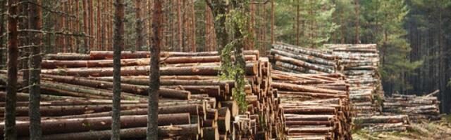 Keskkonnaminister muutis riigimetsa uuendusraiete pindala