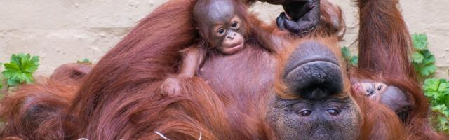 Esimene metsikus looduses_ orangutanist sai esimene loom, kes kasutas haava ravitsemiseks ravimtaime