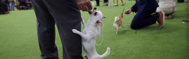USA president ja Brüsseli chihuahua