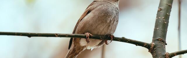 Linnujämmi luulekonkurss ootab osalejaid!