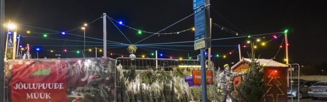 ÜLEVAADE | Kui palju maksab tänavu jõulupuu?