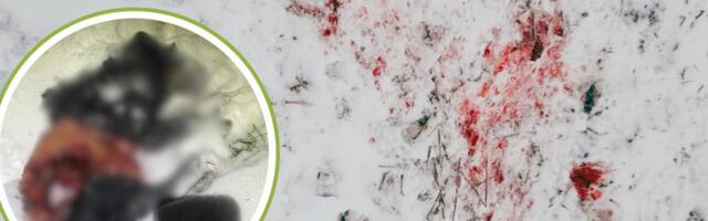 „Huntide arvukus on lastud nii üle võlli.“ Hundirünnakud toimuvad otse koduaedades