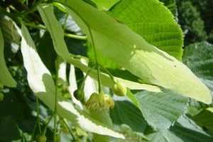 Püha pärn ja kuri koroonaviirus ehk  Kuidas lõhmus meile raskel ajal korda läheb