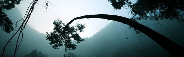 EL soovib keelata metsale halvasti mõjuvate kaupade sisseveo