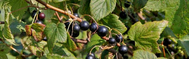 Vitamiinipomm must sõstar väärib supermarja tiitlit