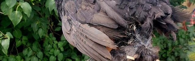 FOTOD | Tõeline ime! Järvamaal sündis nelja jalaga tibu