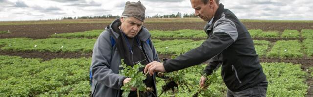 Kuusikul katsetatakse talirapsi kasvutehnoloogia ennekuulmatuid muutuseid
