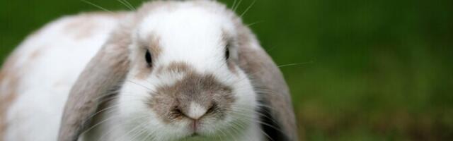 Uuring: veerand Eesti küülikutest ja merisigadest on ülekaalulised