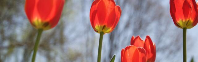 Valga Lasteaed Buratino Sipsikud aitasid kevadet mulda panna!