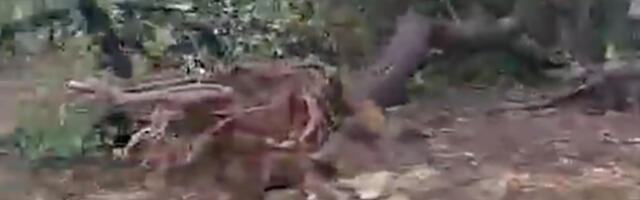 VIDEO: Portugali lõunarannikut tabas keeristorm, puud on juurtega välja rebitud