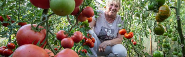 Kõige parema mahla saab omakasvatatud tomatitest