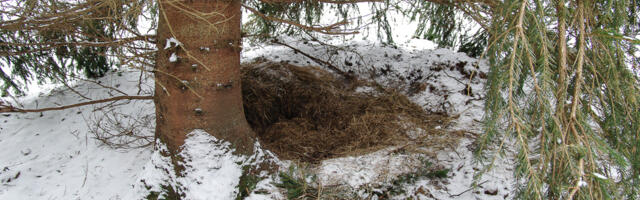 Metsas magavat karu häirida ei tohi