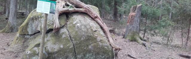 Andres Jaanus: Tädu kuusk – loodushariduse ohver?