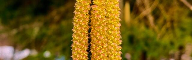 Kaarel Zilmer NÄDALA FOTO