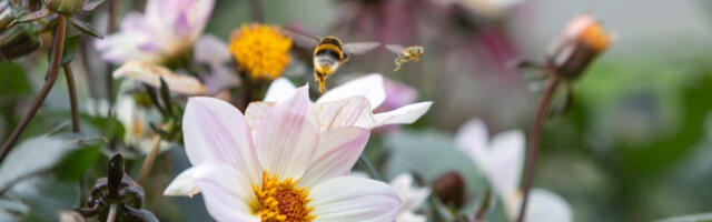 PRIA maksab mesilaspere toetust tänavu 800 000 eurot