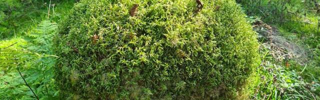 Kas inimese kõik haigused on tema enda mõtete tulemus?