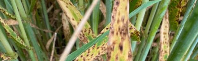 Taimekahjustajate monitooring: taimekaitse hooaeg on lõpusirgel