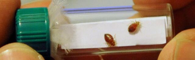 Voodilutikate vastu aitavad tuntud aedvilja lehed