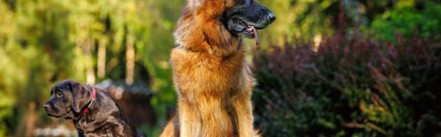 Mida võiks teada maokeerust ning millised tõud on ohustatud?