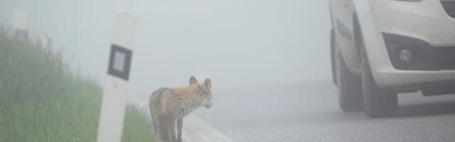 Hämarik ajab metsloomad teele: kas kokkupõrke korral aitab liikluskindlustus?