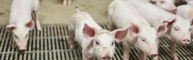 Jõgevamaal tuvastati sigade Aafrika katk ligi 650 seaga farmis. Matmisele sead veel ei lähe