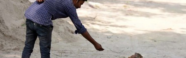 Ahvid röövisid Indias koroonahaigete verd