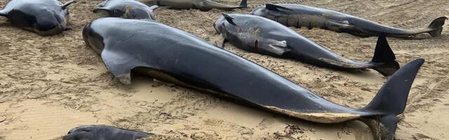 Rohkem kui 50 vaala hukkus Šotimaa saarel pärast madalikule lõksu jäämist