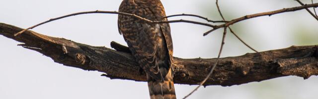 Loodusharidus- ja kultuuripäeval Tõrvas tuleb juttu aasta linnust