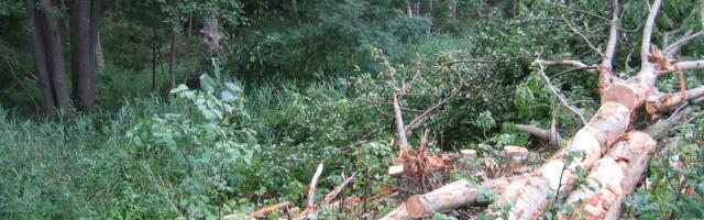 AUTORIKÜLG | Aivar Pau_ säästke mind sõgedatest metsapäästjatest ja rohepesust järgmisel Viljandi folgil