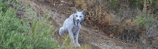 VIDEO | Hispaanias püüti kaamerasse ülimalt haruldase välimusega valge ilves