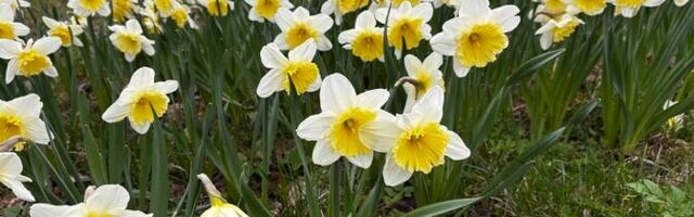 Galerii: Udeva mõisapargis on õide puhkenud sajad nartsissid
